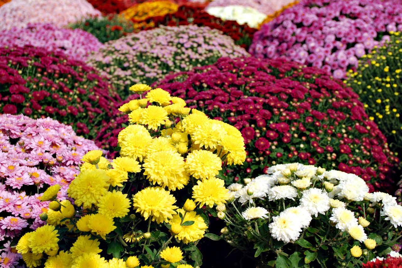 chrysantheme décès fleuriste morbihan